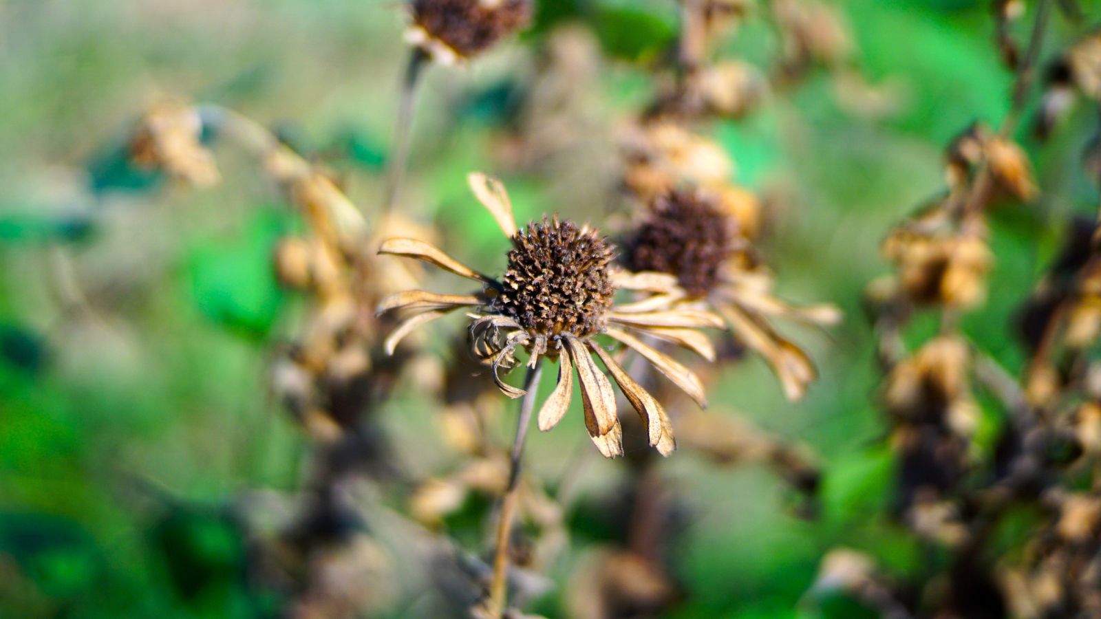 A close-up shot of a wilted flower showcasing zinnias turning brown