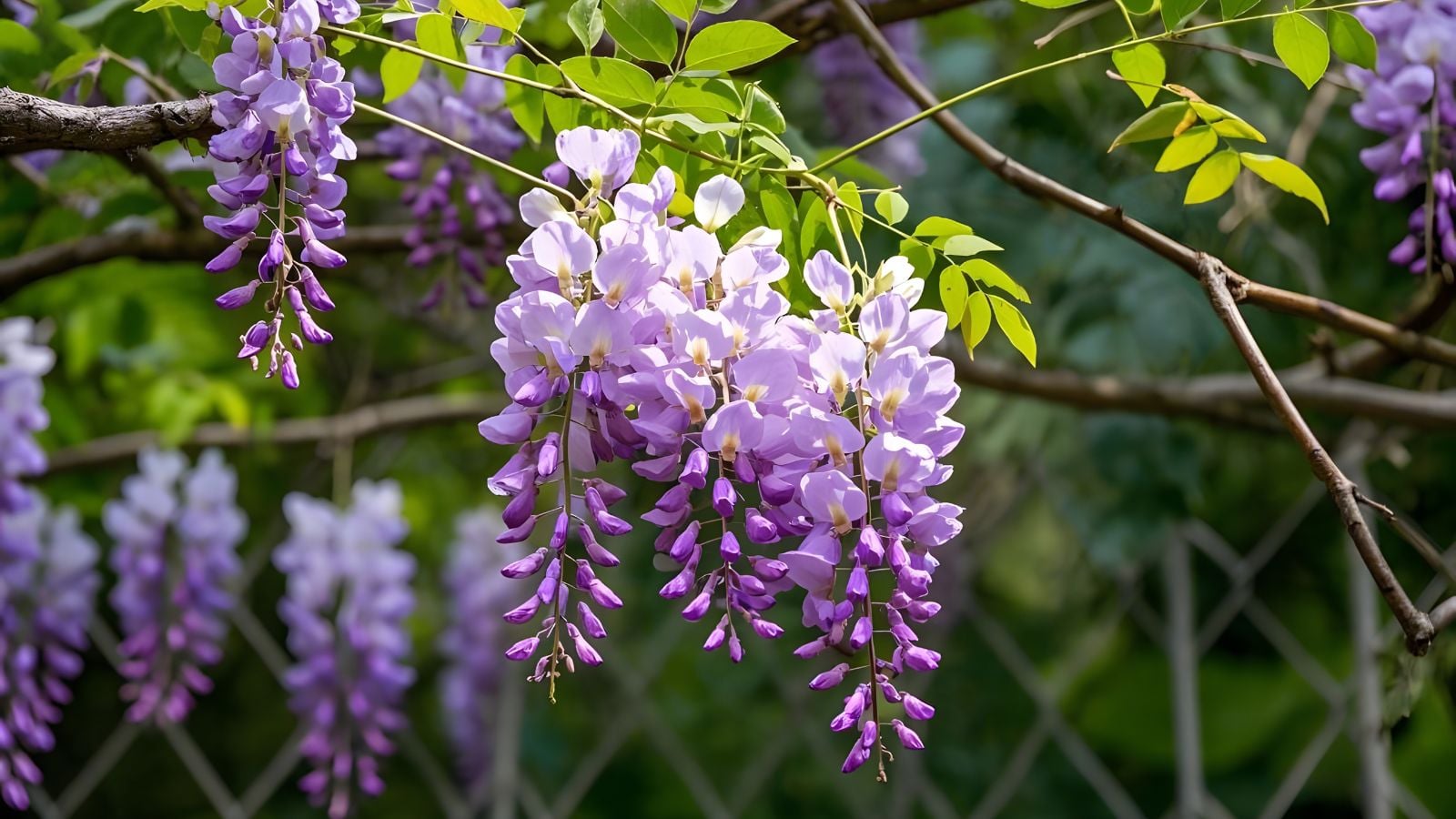 A close-up shot of dangling lilac-colored flowers on woody branches, alongside green leaves, showcasing invasive perennials