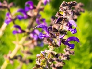 A close-up shot of decaying and wilting purple flowers of a clary sage, showcasing salvia problems