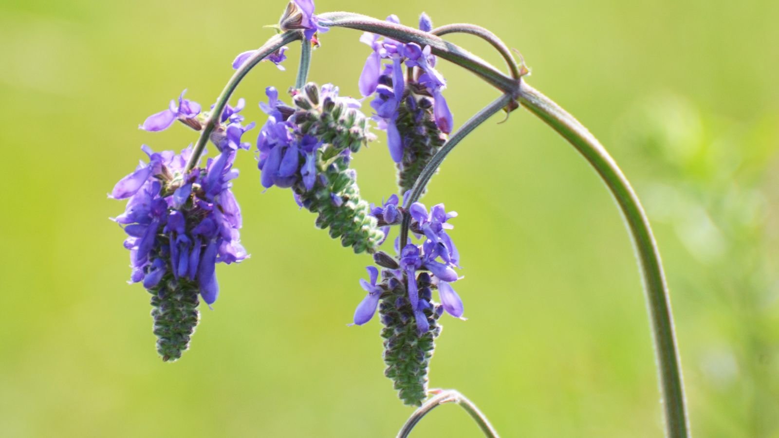 A close-up shot of purple flowers on floppy, drooping stems of a plant in a well lit area outdoors