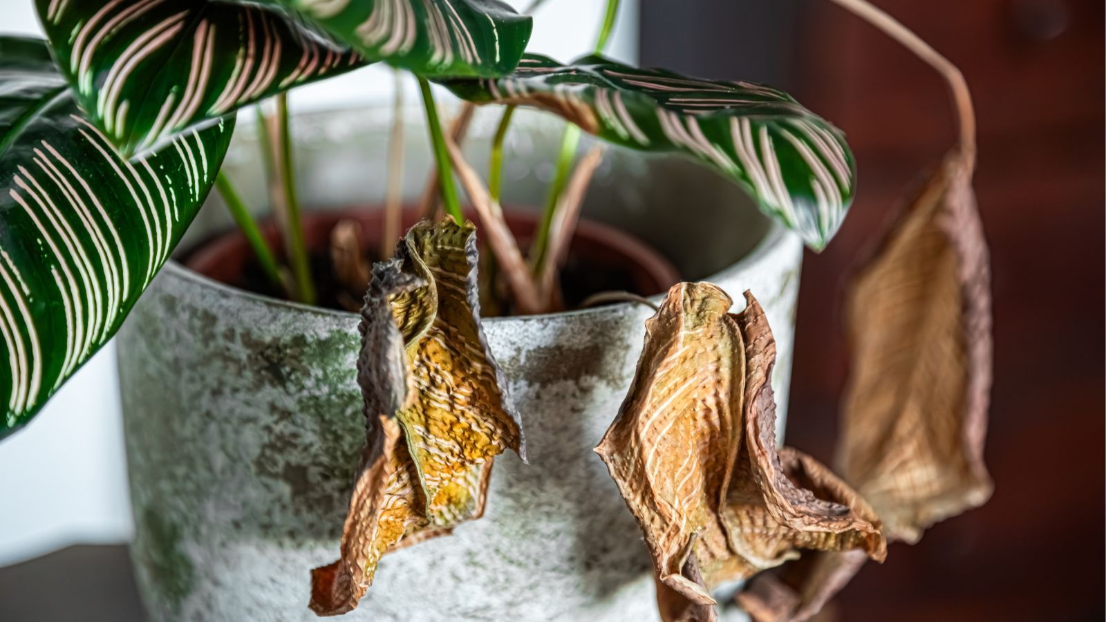 A close-up shot of wilting leaves of a houseplant that is placed in a pot indoors