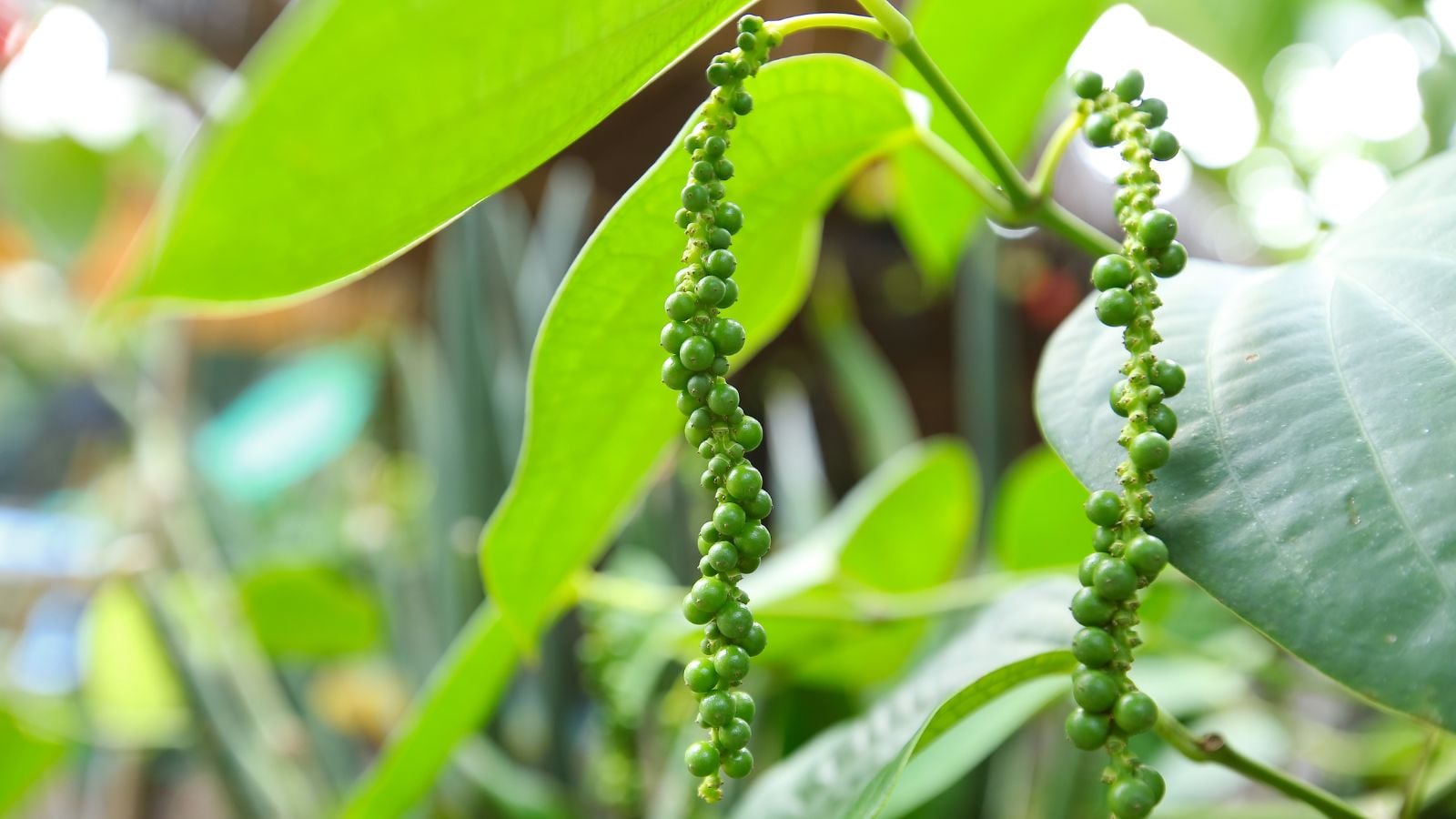 A closeup on Piper nigrum fruits, showing clusters of the round fruits with a green color surrounded by leaves