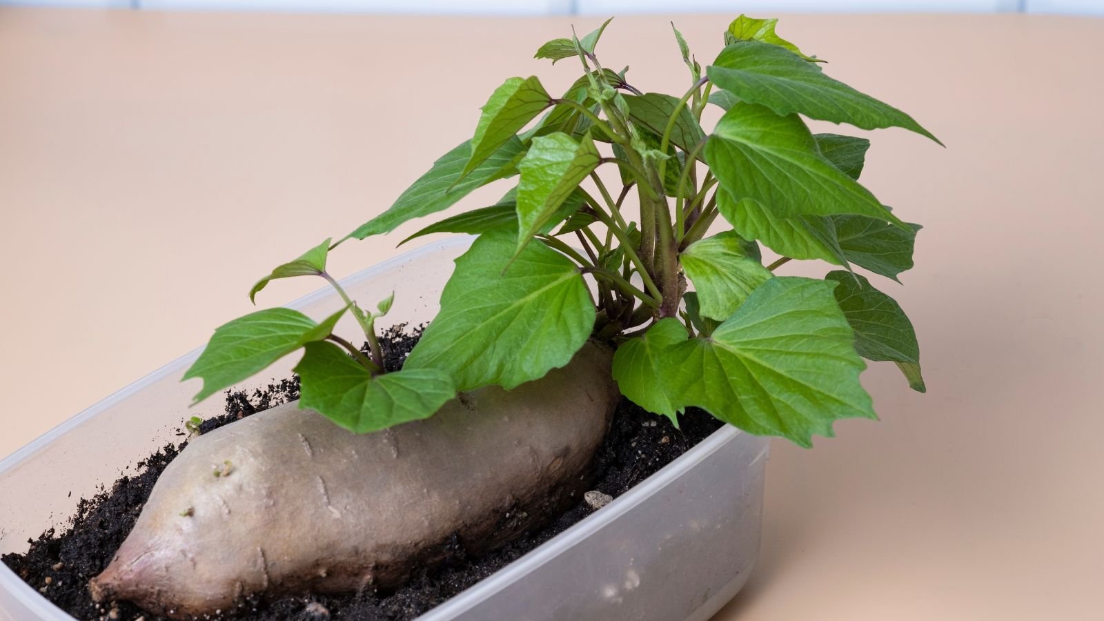 A container with a tuber with growing leaflets, appearing to have distinct markings