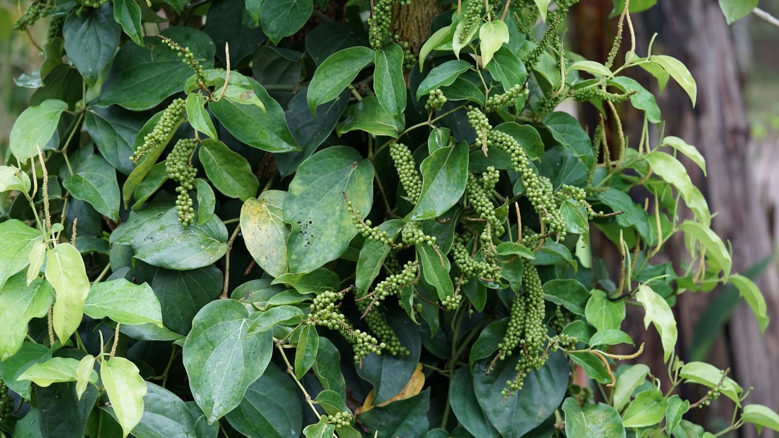 A healthy and thick Piper nigrum plant, appearing to have lush green leaves and green fruit clusters