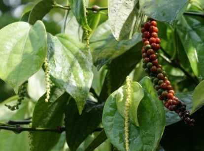 A healthy peppercorn plant with a lovely fruit cluster ripening on the vine surrounded by green foliage
