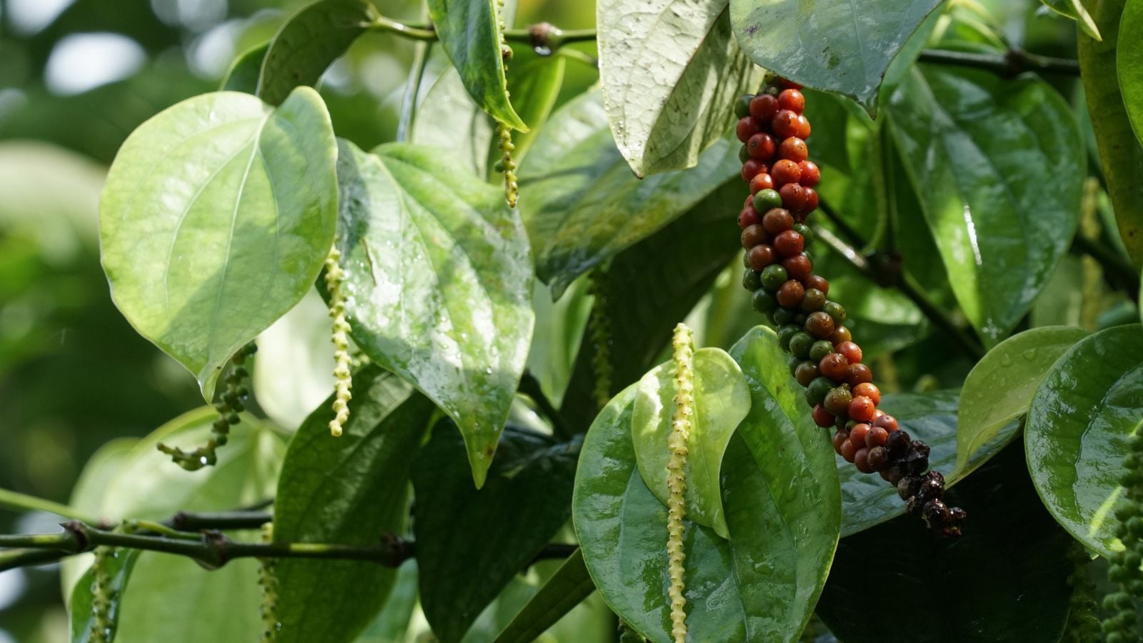 A healthy peppercorn plant with a lovely fruit cluster ripening on the vine surrounded by green foliage