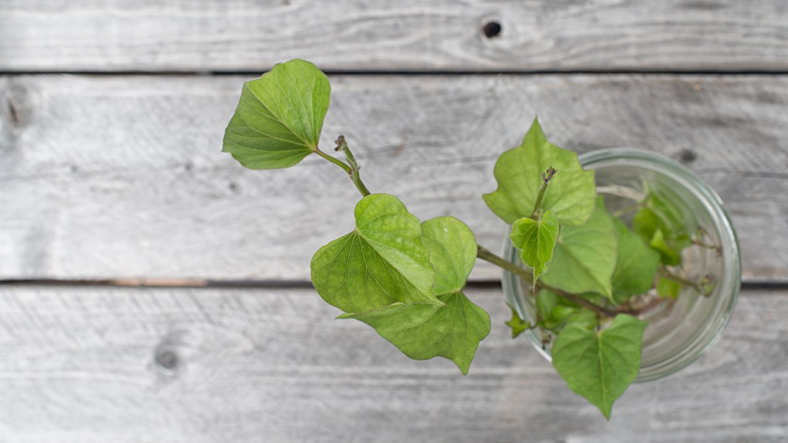 A jar with twigs having green leaves, dipped in water meant to germinate on a wooden surface