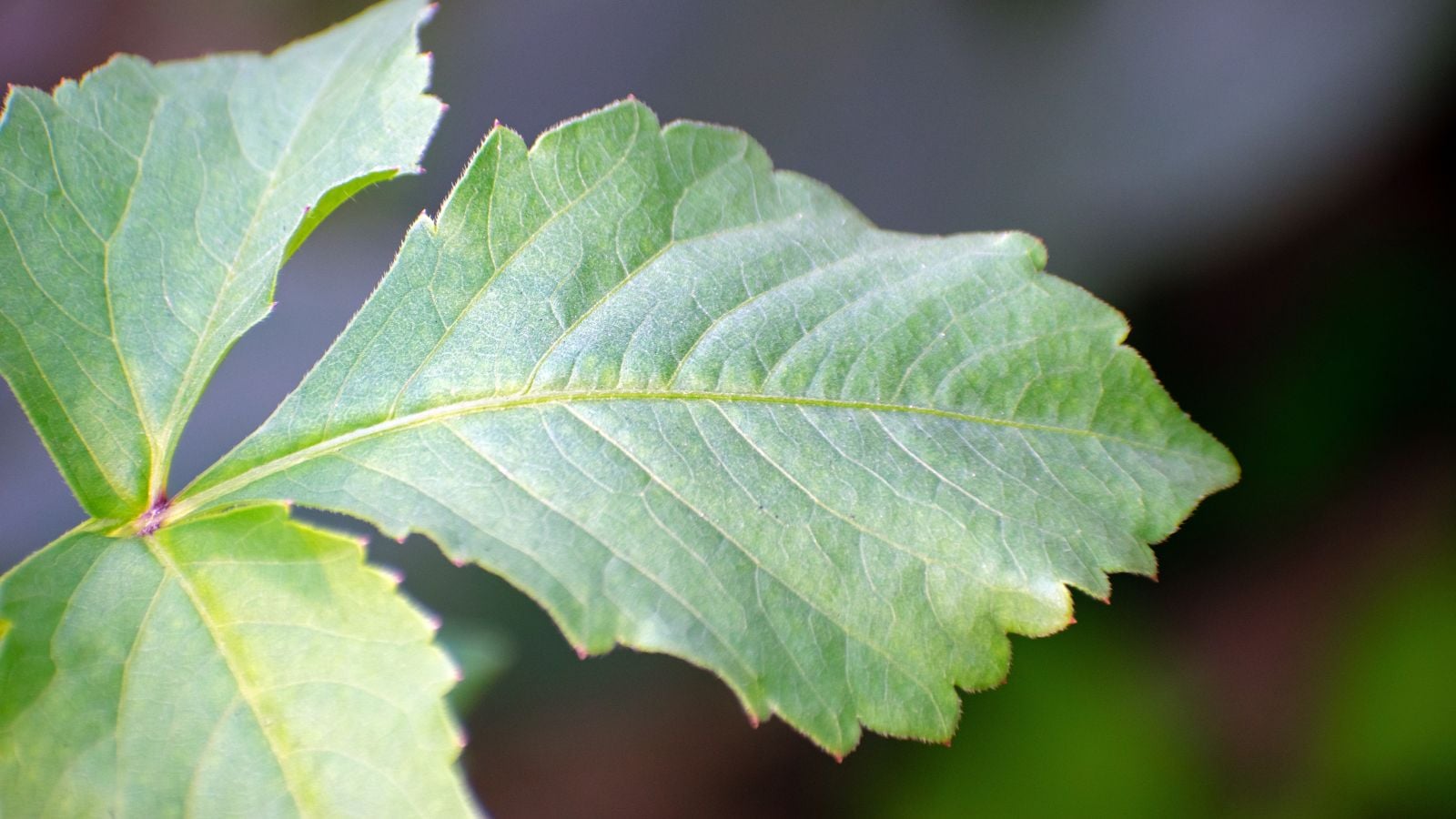 A leaf that appears green with slight yellowing along the veins with a dark blurry background