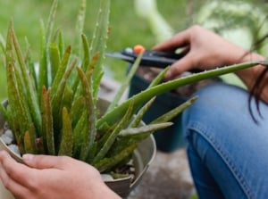 A person wearing jeans holding a plant to prune aloe vera