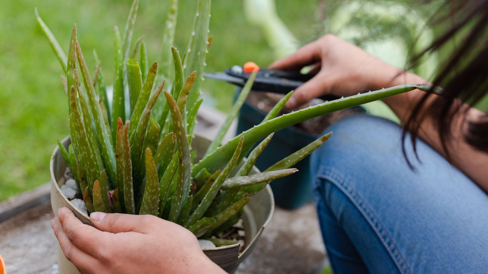 A person wearing jeans holding a plant to prune aloe vera