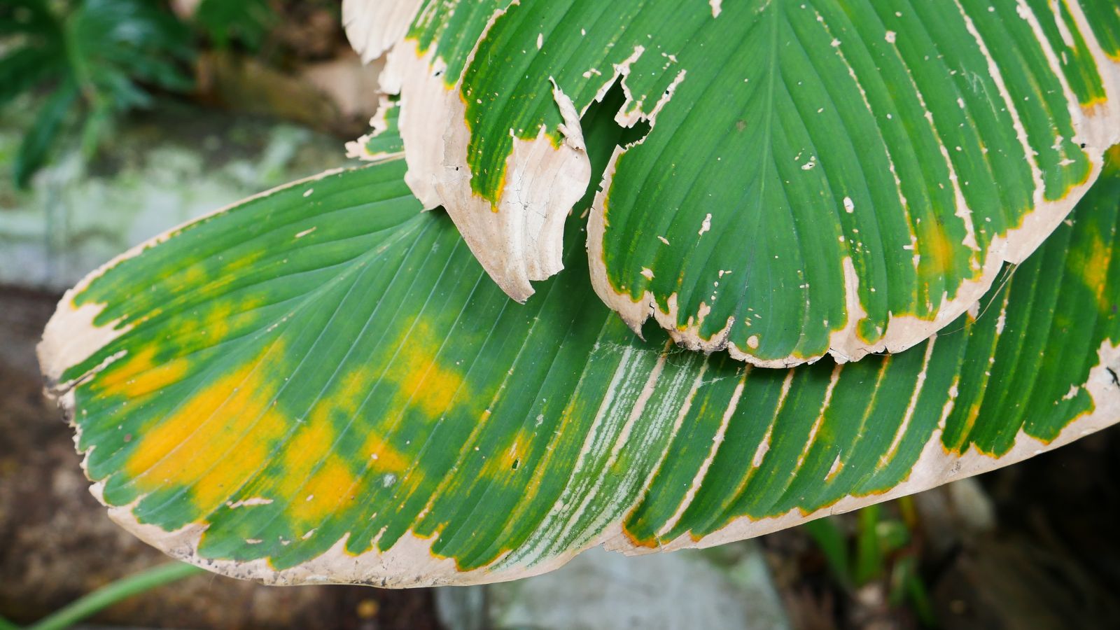 A shot of a leaf of a houseplant with yellow spots