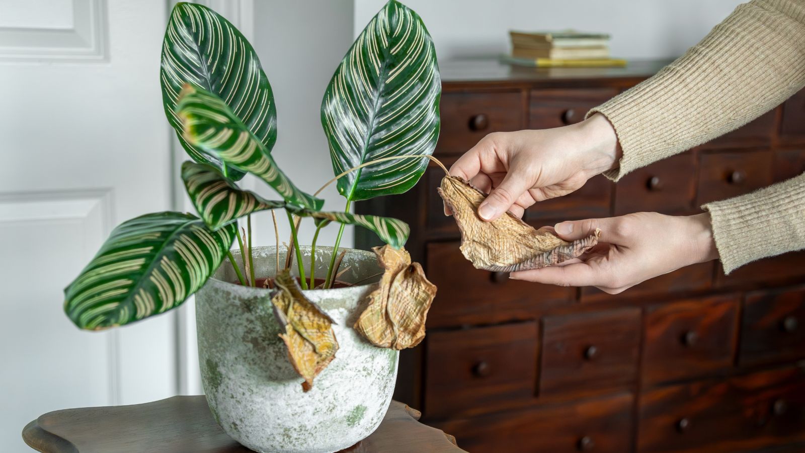 A shot of a person in the process of inspecting a wilting houseplant showcasing calathea problems