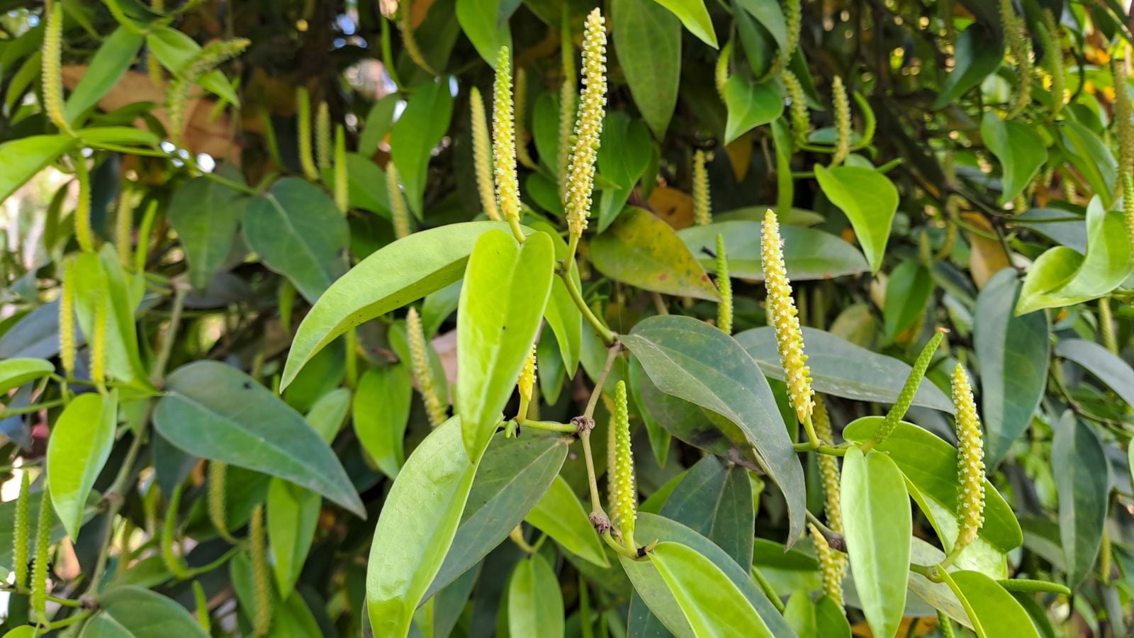 A shot of a thick Piper nigrum plant, appearing to have pale green spires surrounded by textured green leaves