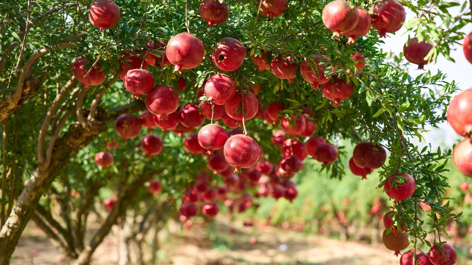 A shot of a tree with several red and ripe Pomegranates that showcases fruit crops shade