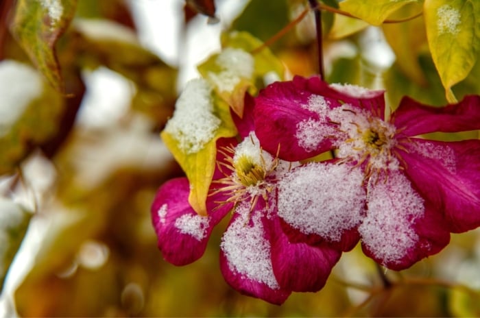 A shot of leaves and flowers covered in snow, showcasing how to overwinter clematis