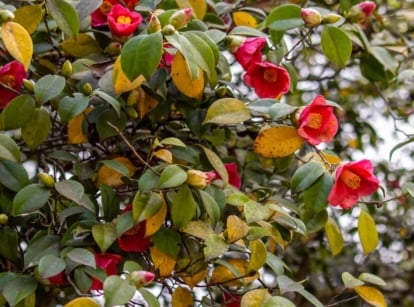 A shot of several blooming red flowers and its foliage, showcasing camellia leaves yellow