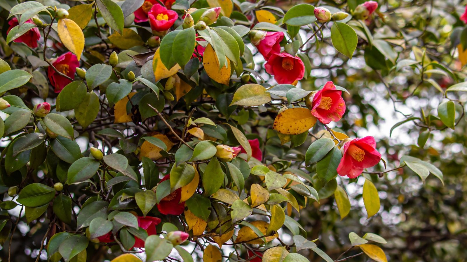 A shot of several blooming red flowers and its foliage, showcasing camellia leaves yellow