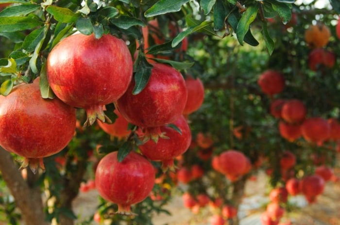 A shot of several red and ripe Pomegranate crops that showcases fast growing fruits