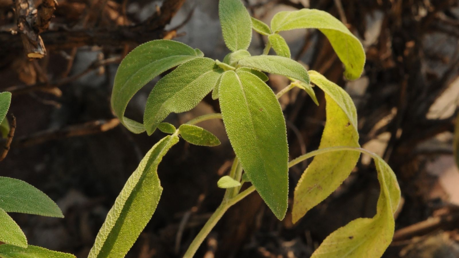 A shot of several wilting leaves of a plant with dead shrub in the background outdoors