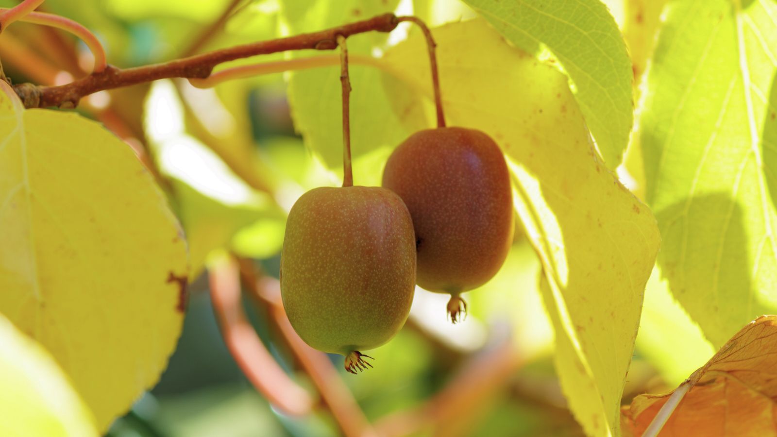 A shot of two developing Kiwi crops basking in indirect sunlight outdoors