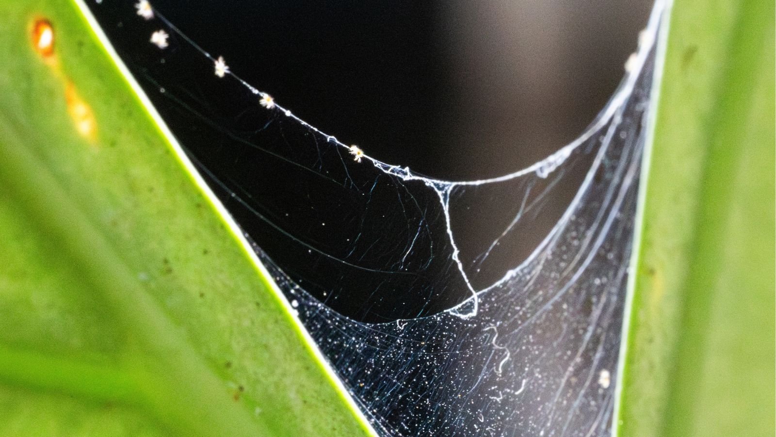 A shot of webbing between two leaves of a houseplant