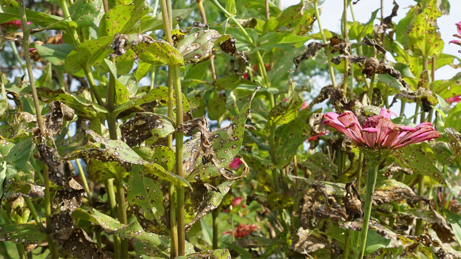 A shot of several leaves of a flower that is affected by Alternaria Leaf Spot or Blight in a well lit area outdoors