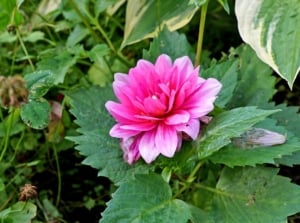An example of dahlia problems with the flower looking dry with damaged and brittle foliage