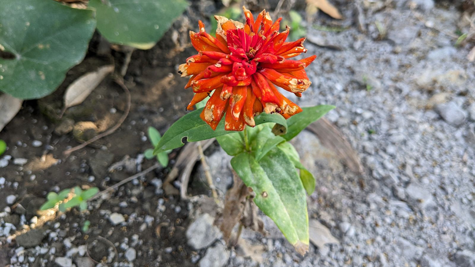An overhead shot of wilting leaves and blooms of a flower