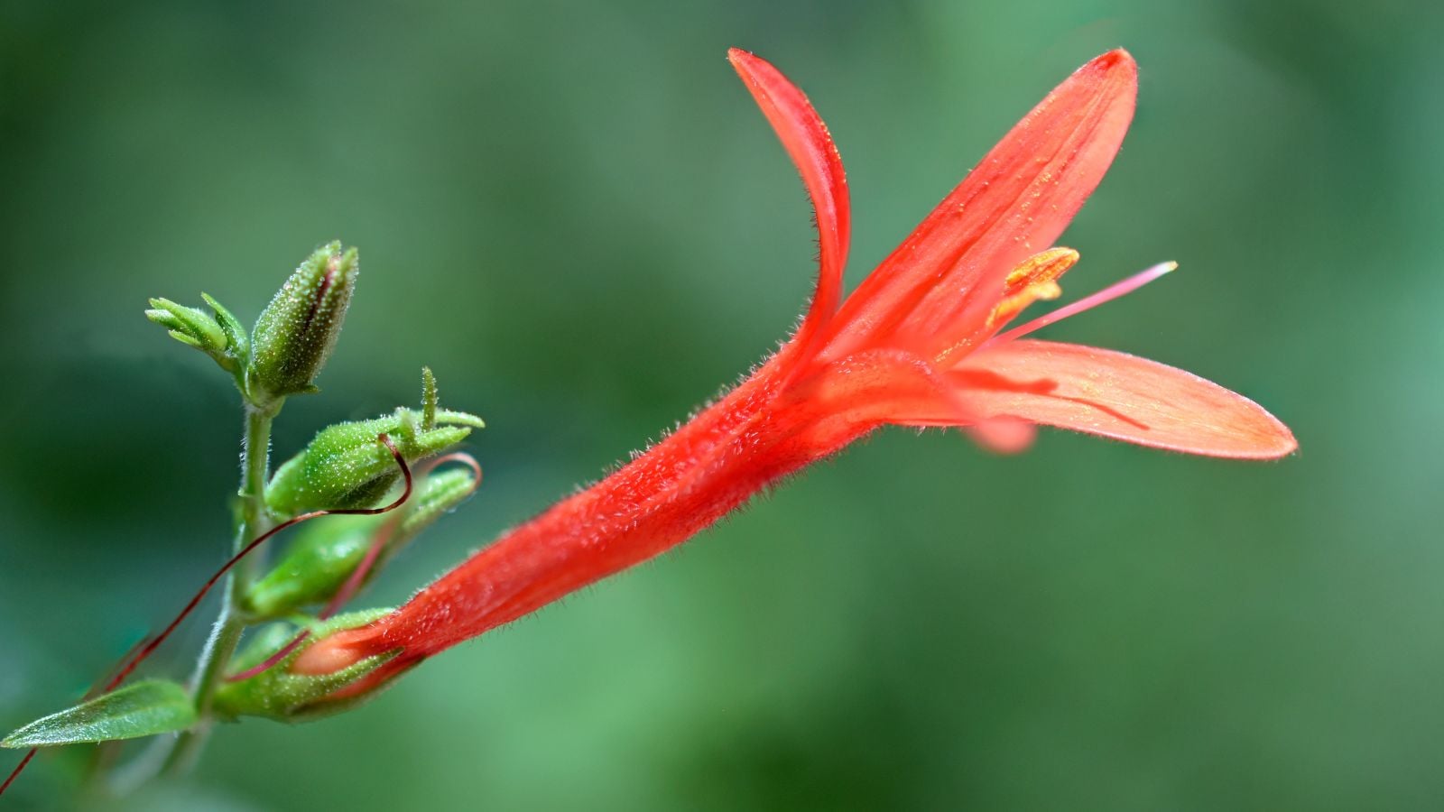 A closeup of a Anisacanthus quadrifidus var. wrightii flower appearing to have a vibrant red color, attached to a vivid green stem with blurry greens in the background