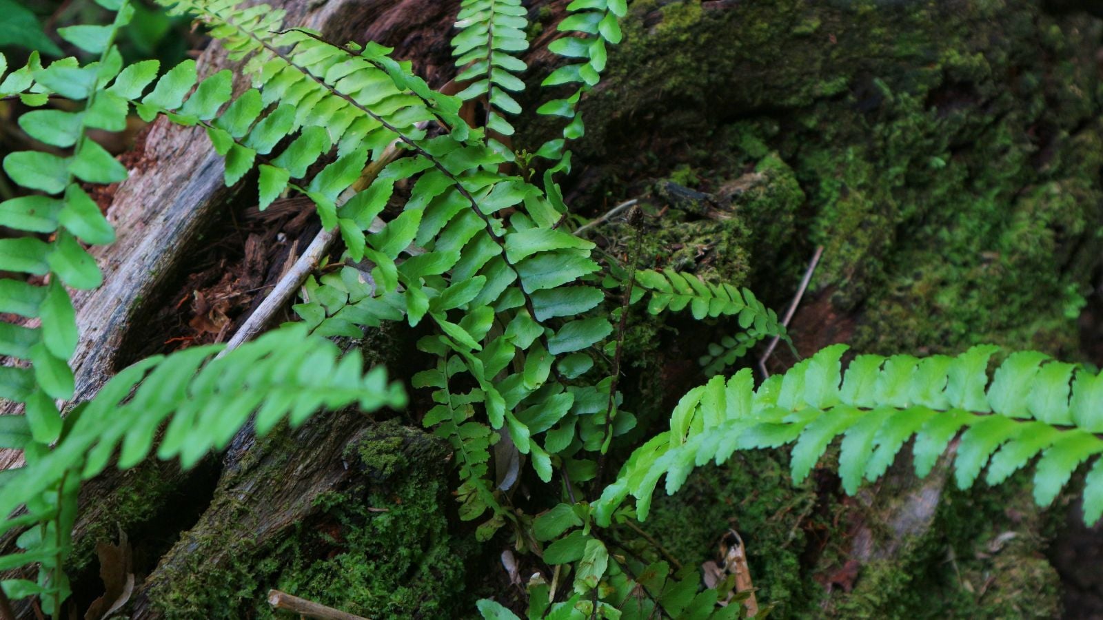 A lovely green Ebony Spleenwort plant appearing to have fronds growing from a tree's damp trunk