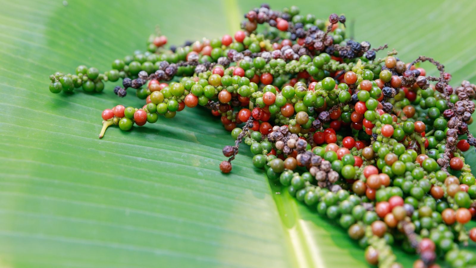 Freshly harvested Piper nigrum fruits, appearing to have varying colors of red, purple and green, placed on a broad leaf