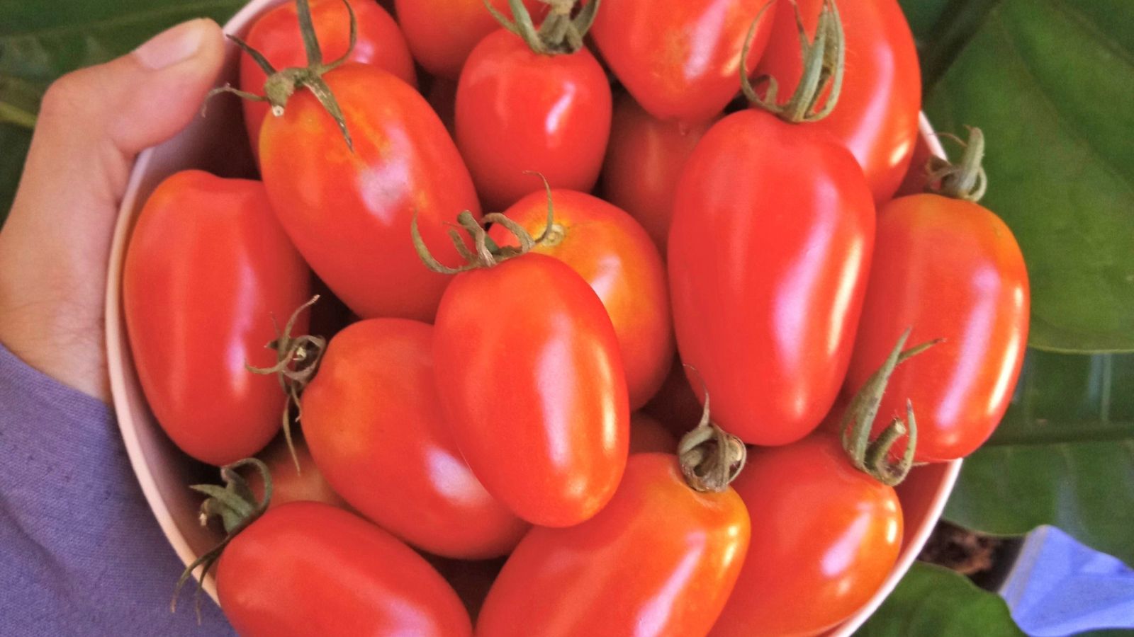 A close up shot of Juliet Hybrid fruits appearing elongated and bright red with green tops and green in the background