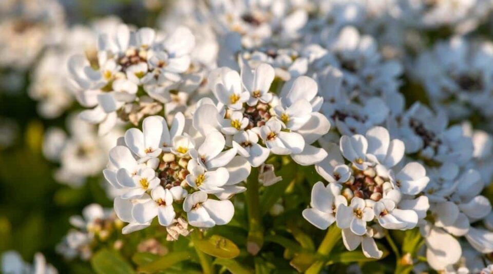 25 Frost Proof Perennials That Can Survive Winter Outdoors