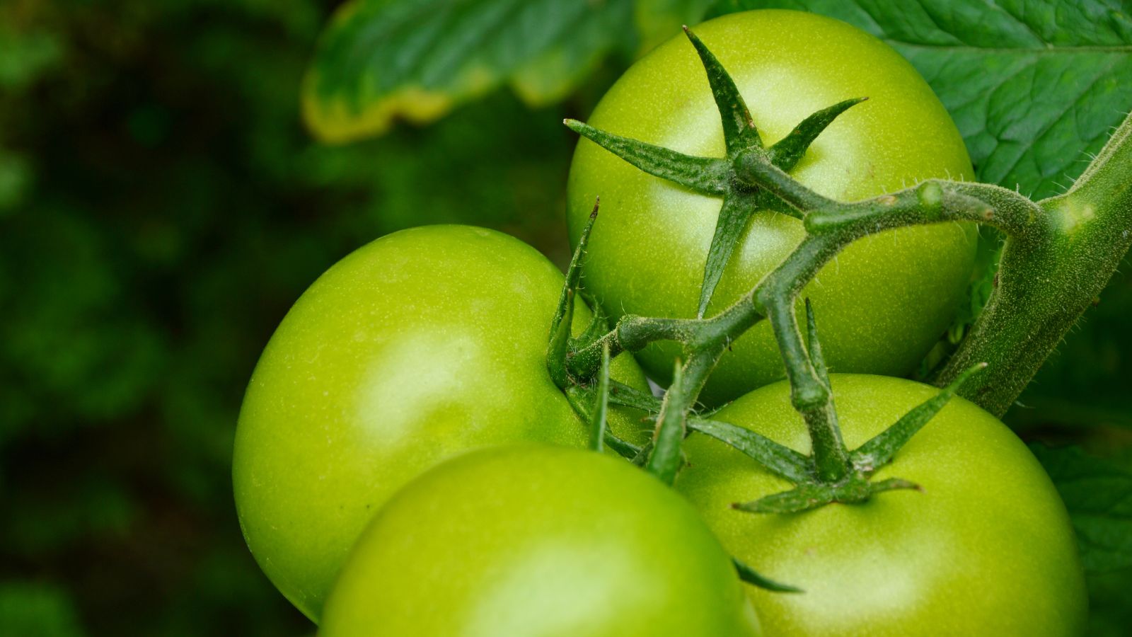 Lovely green Carmello fruits, appearing a bright green color attached to deep green stems