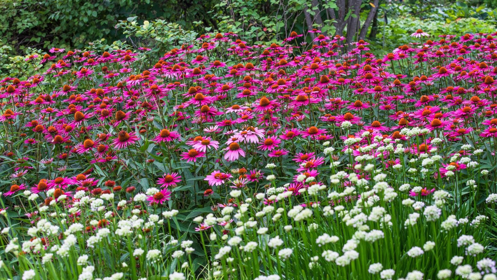 A field covered in North Carolina native plants appearing to have red and pink hues with trees in the background