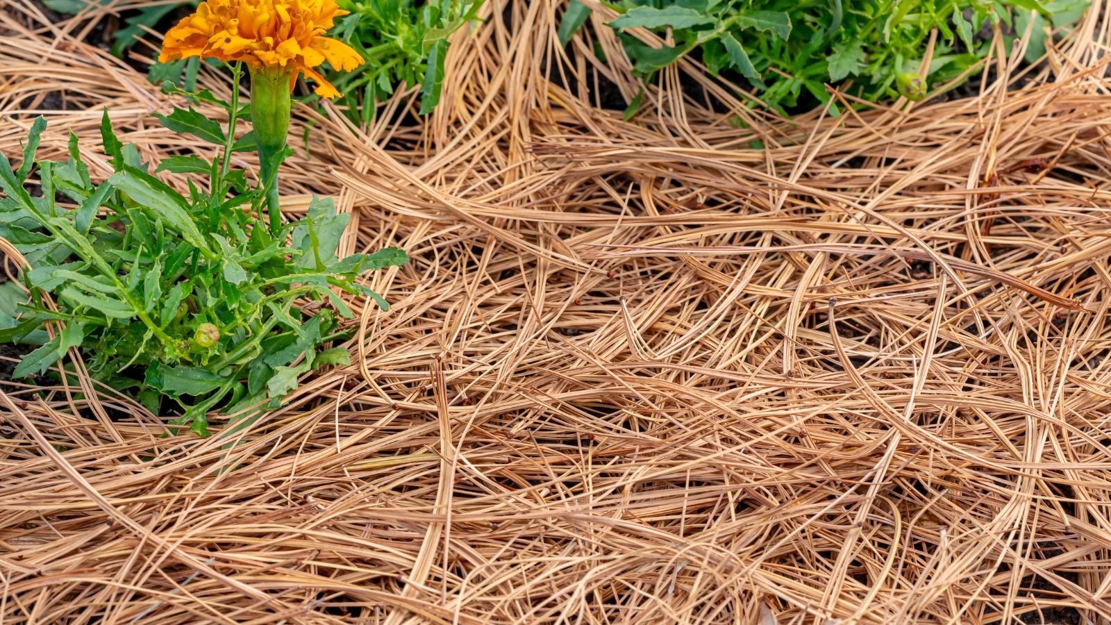 A close-up shot of a composition of dried-up pine straw placed on top of rich soil as an amendment, all situated in a well lit area outdoors
