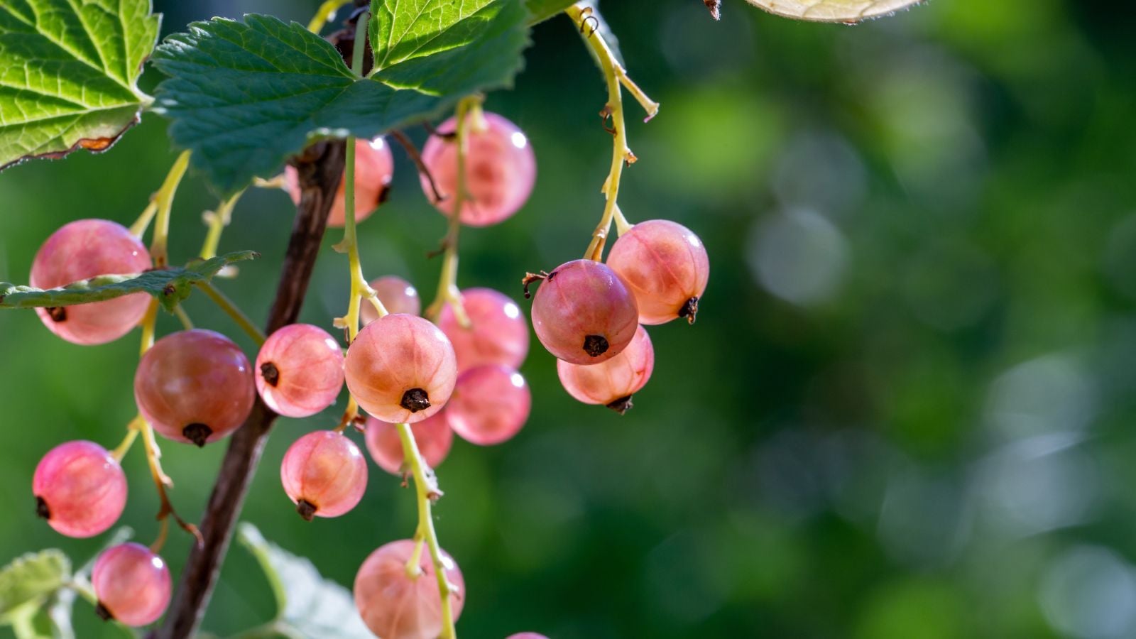 A close-up shot of a small composition of light-pink colored round fruits, dangling on green stems, growing on woody branches
