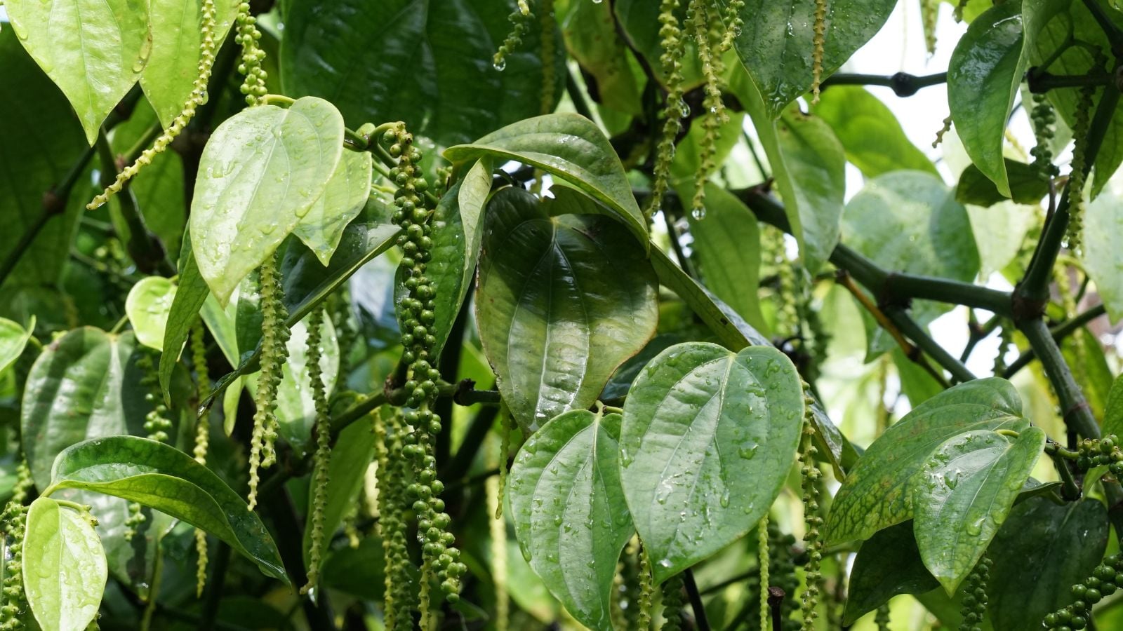 Piper nigrum fruit clusters dangling from the plant having lovely vivid green foliage