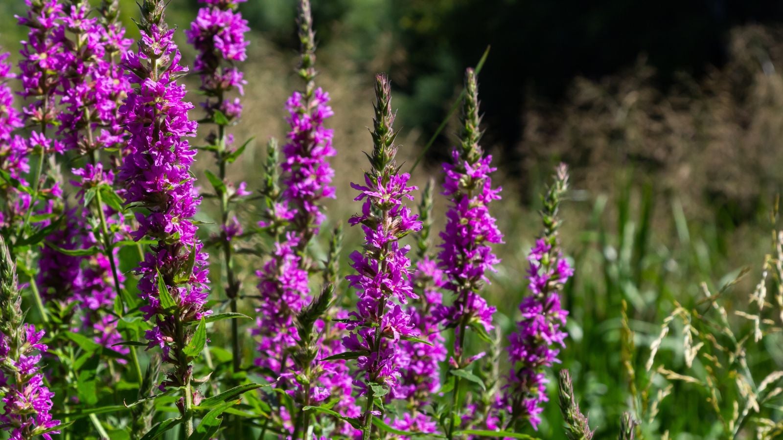 A close-up shot of a small composition of tall stalks, all covered in vibrant purple blooms, growing along other plants in a well lit area