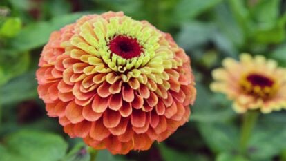 A lovely head of petals of a large flower with bright colors, ranging from peach to bright yellow green