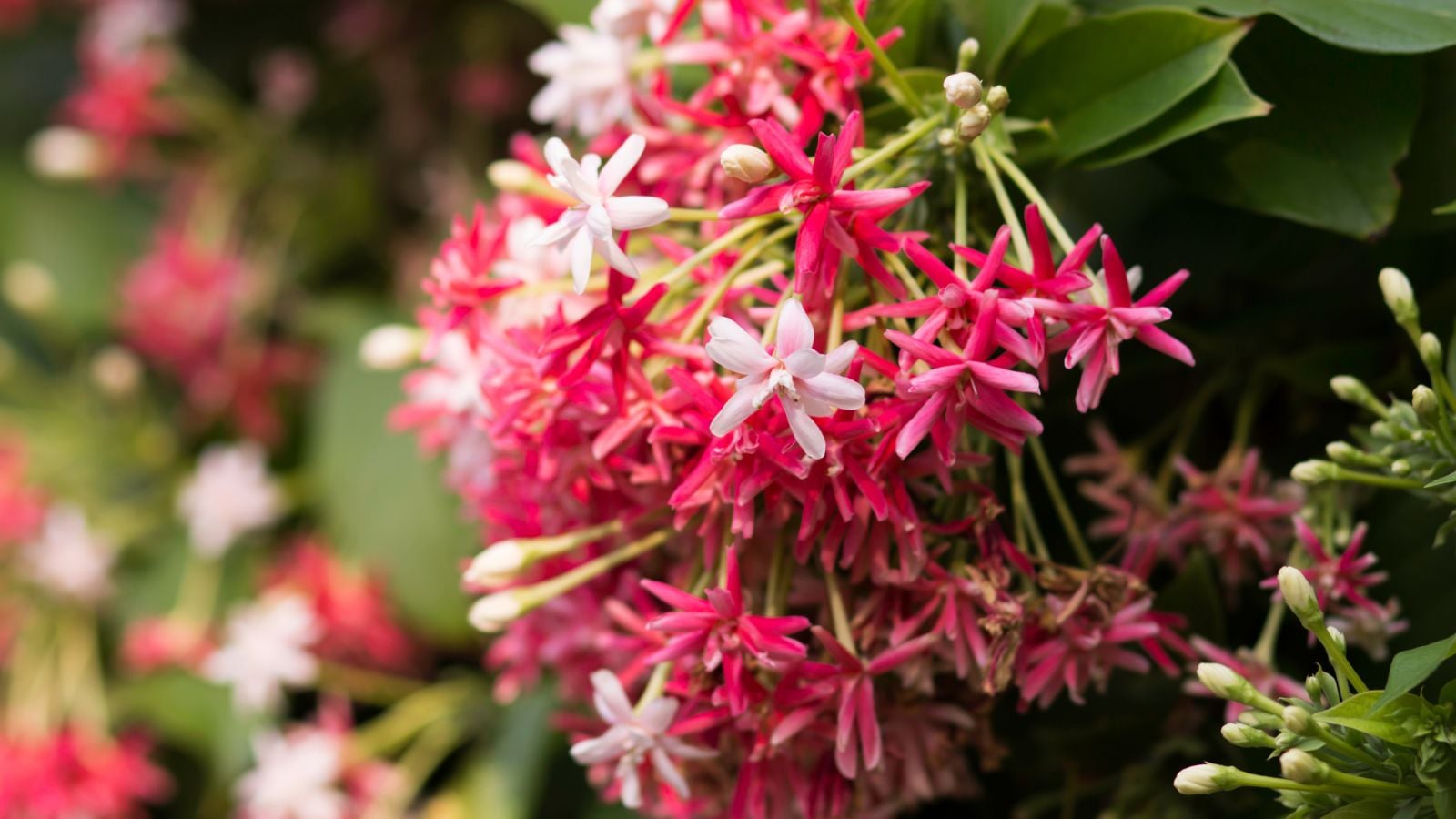 A close-up shot of a composition of clusters of pink and red colored flowers of the Rangoon Creeper, growing alongside their green foliage