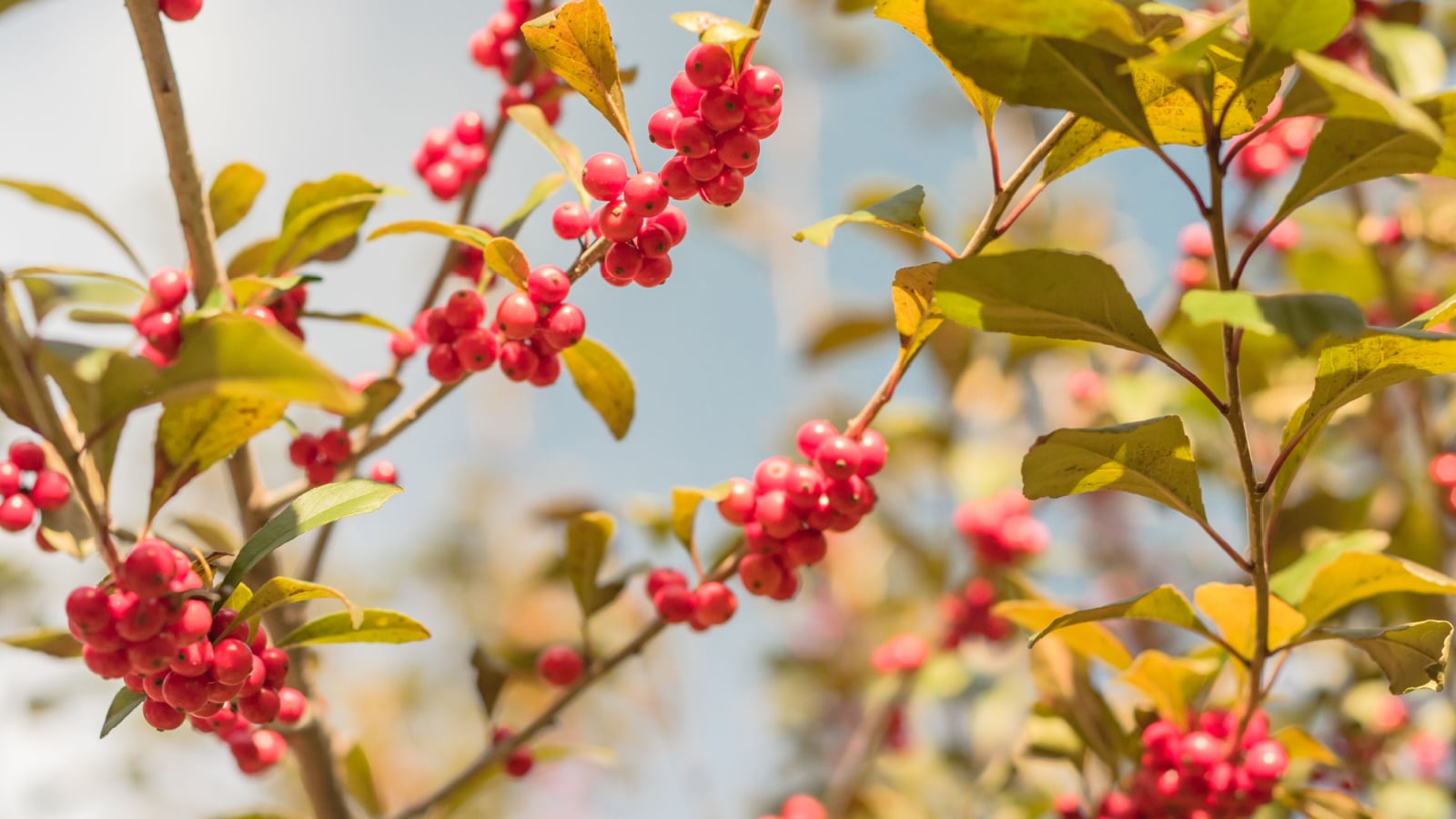 Red possumhaw berries sit nestled among the green leaves, creating a striking contrast. The berries dangle delicately, like drops of scarlet jewels adorning the leafy branches, inviting birds and insects to partake in their sweet nectar.
