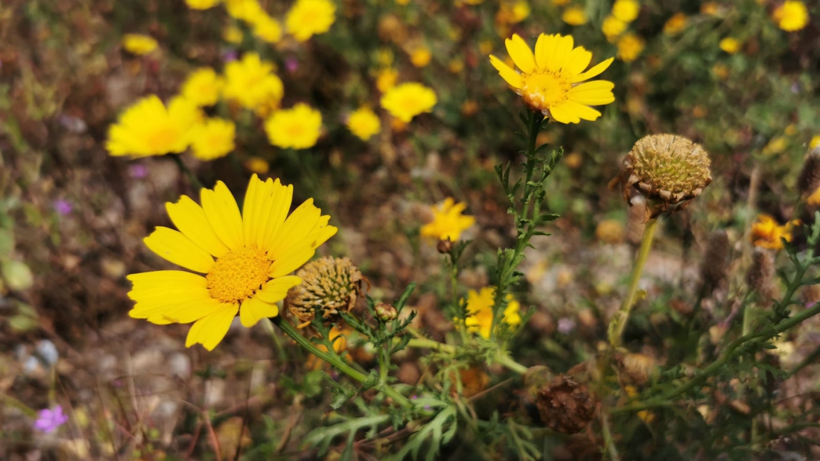 A closeup of a beautiul Four Nerve Daisy appearing to have bright yellow petals and a prominent center attached to deep green foliage