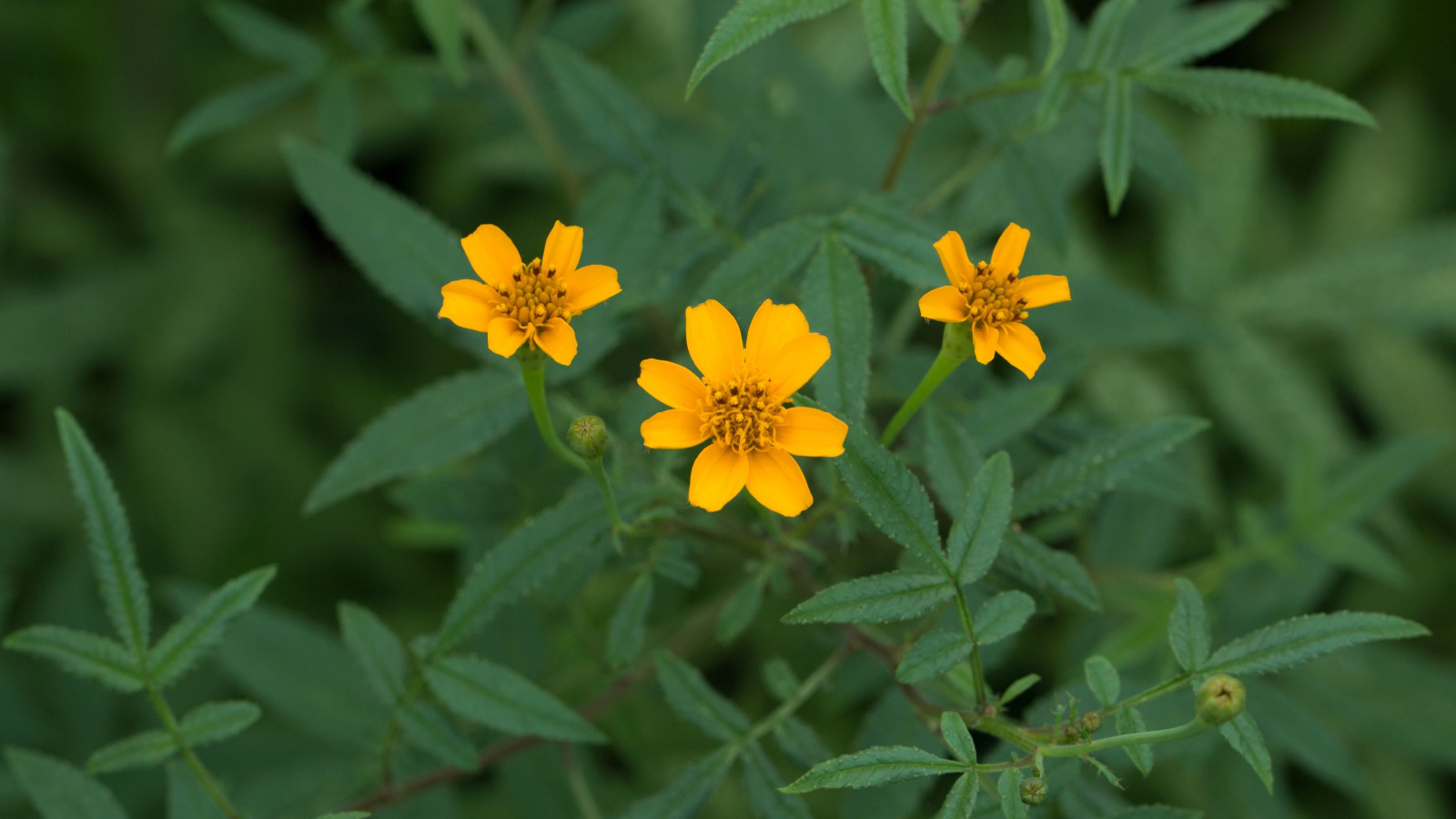 A close-up of a Copper Canyon daisy with flowers that are bright yellow with a deep orange center, blooming in abundance on long stems. Its leaves are narrow and dark green in color.