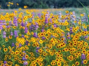 A field covered in Texas native plants blooming lovely flowers in various shades of yellows and purples under the bright light