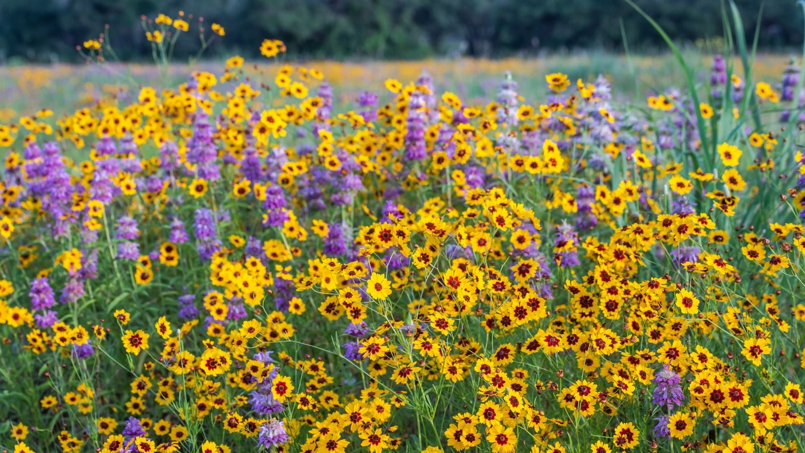 A field covered in Texas native plants blooming lovely flowers in various shades of yellows and purples under the bright light