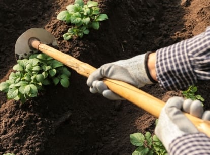 Too late to hill potatoes using a gardening tool, digging into dark brown soil with plants in it with vivid green leaves