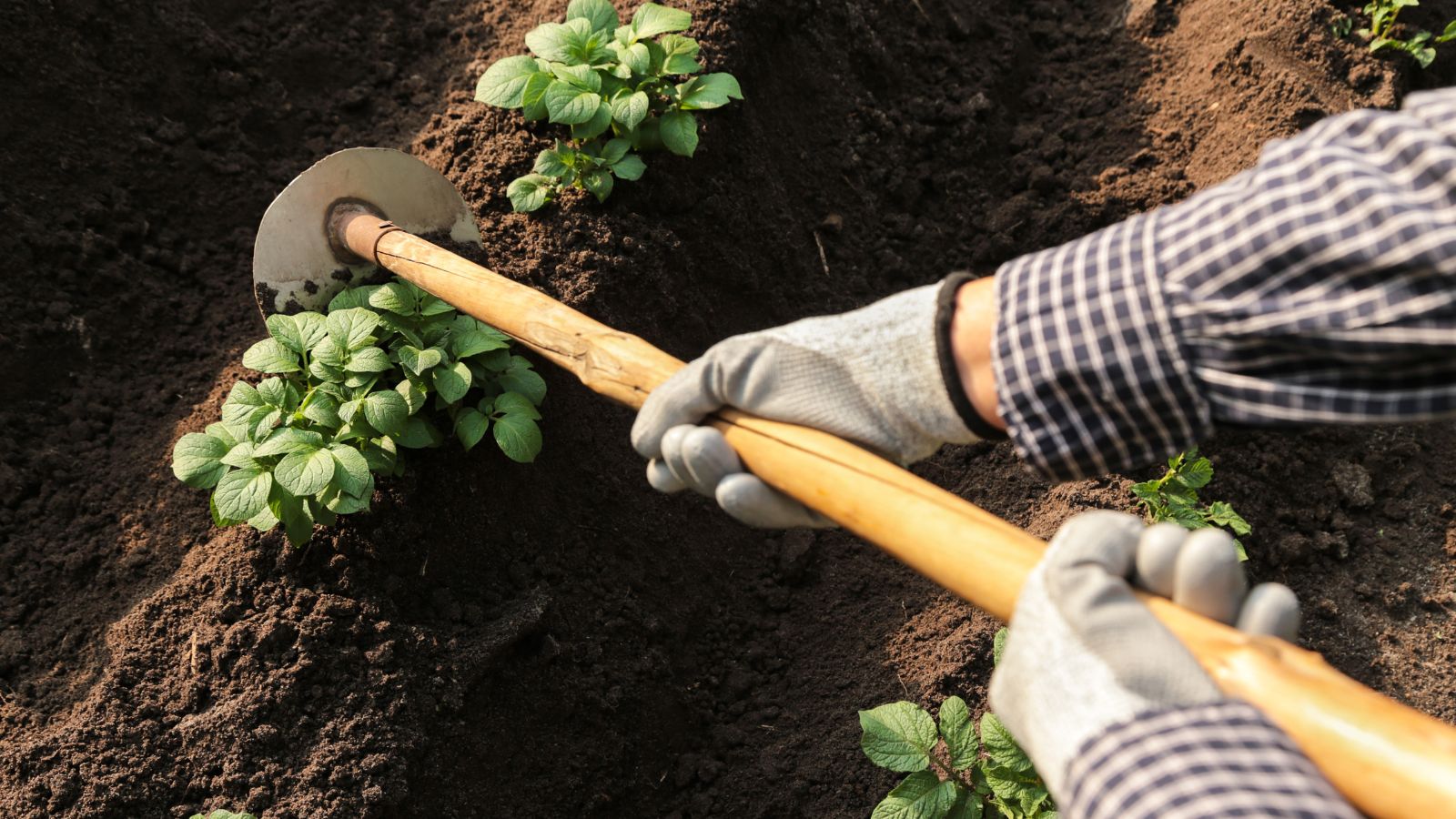 Too late to hill potatoes using a gardening tool, digging into dark brown soil with plants in it with vivid green leaves