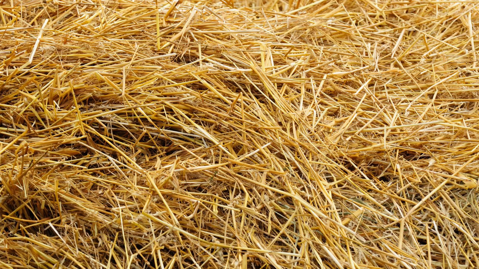A thick and lush layer of wheat straw appearing as a pile placed on top of one another under abundant sunlight