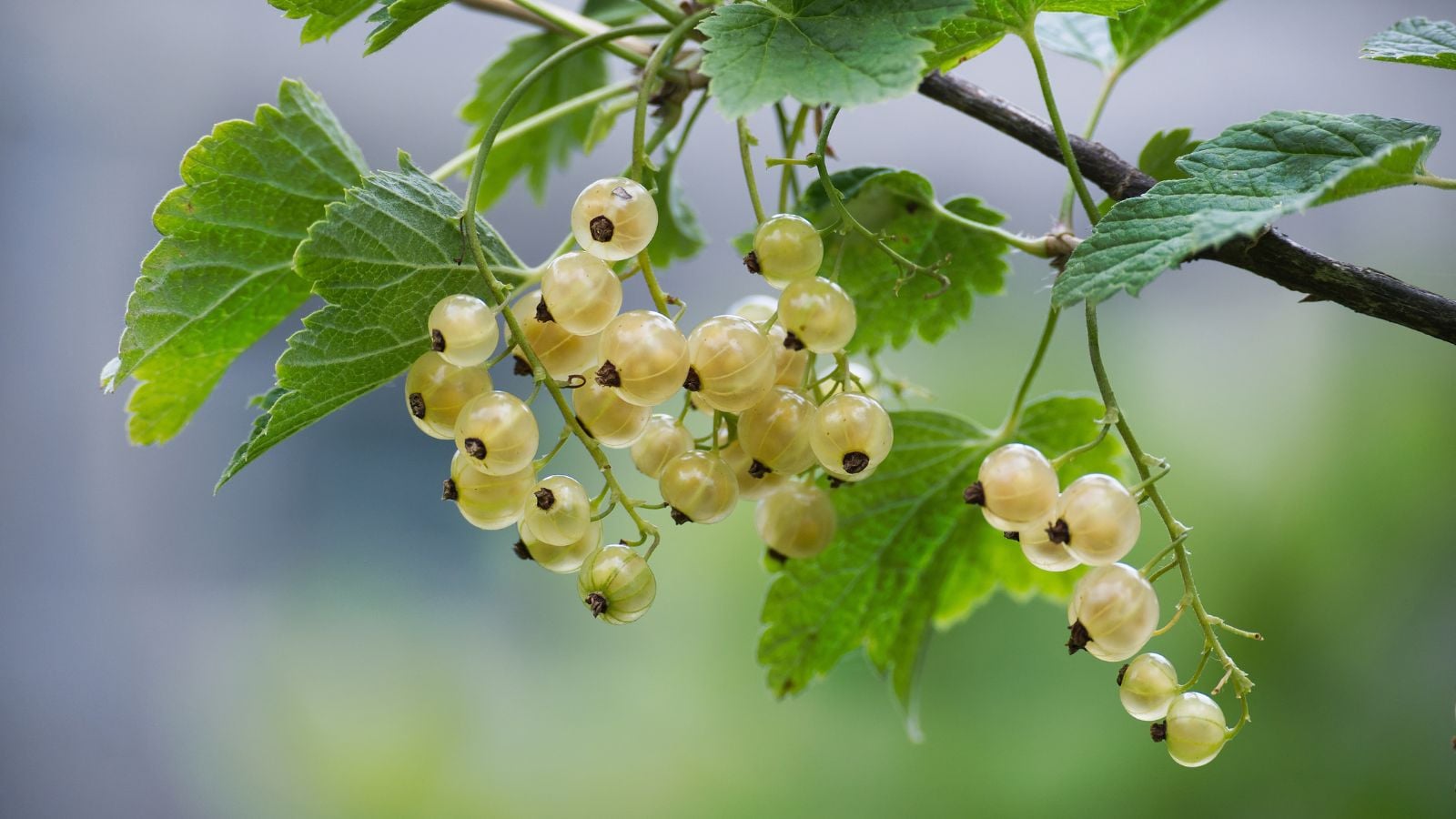 A close-up shot of a small composition of light-green to white colored round fruits, dangling on woody stems, all situated in a well lit area outdoors